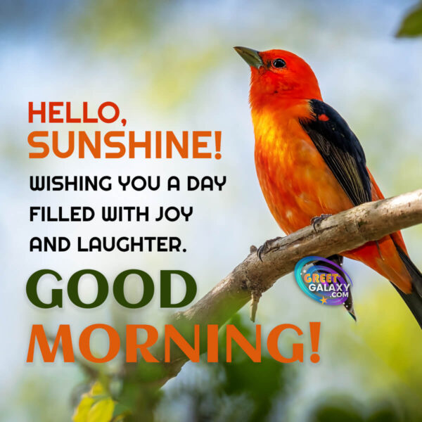 Hello, Sunshine! Wishing You A Day Filled With Joy And Laughter Good Morning